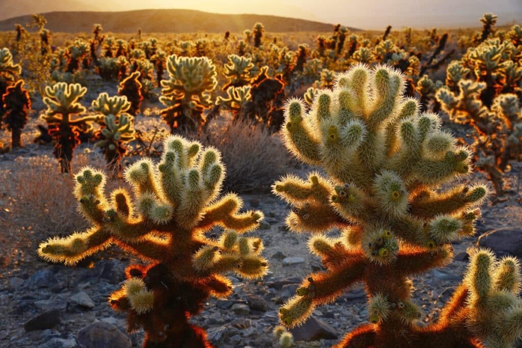 cholla cactus garden