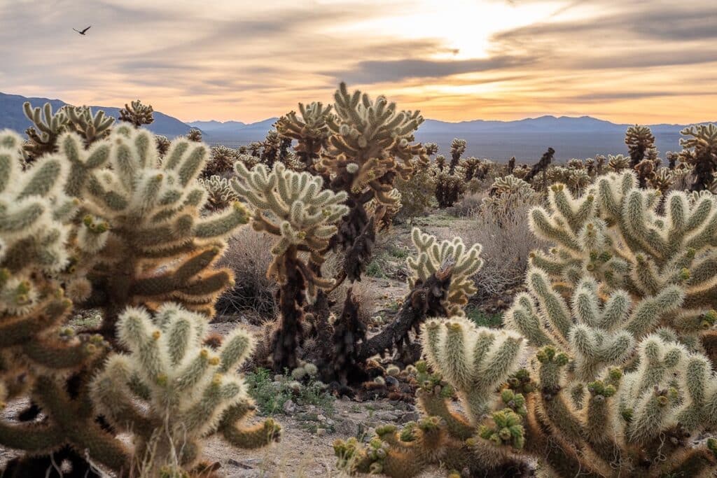 cholla cactus garden