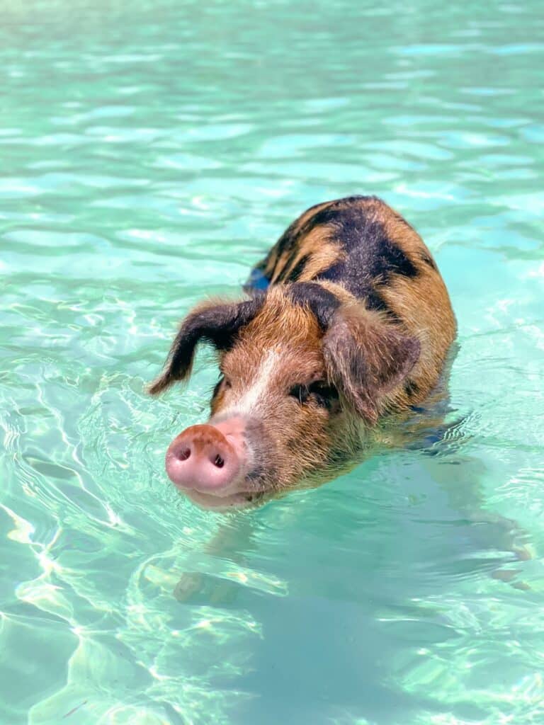 cochon dans la mer