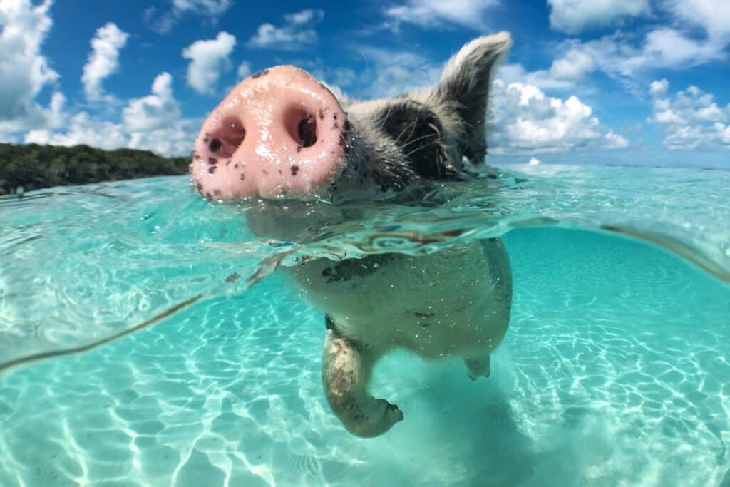 Nager avec des cochons aux Bahamas