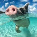 Nager avec des cochons aux Bahamas