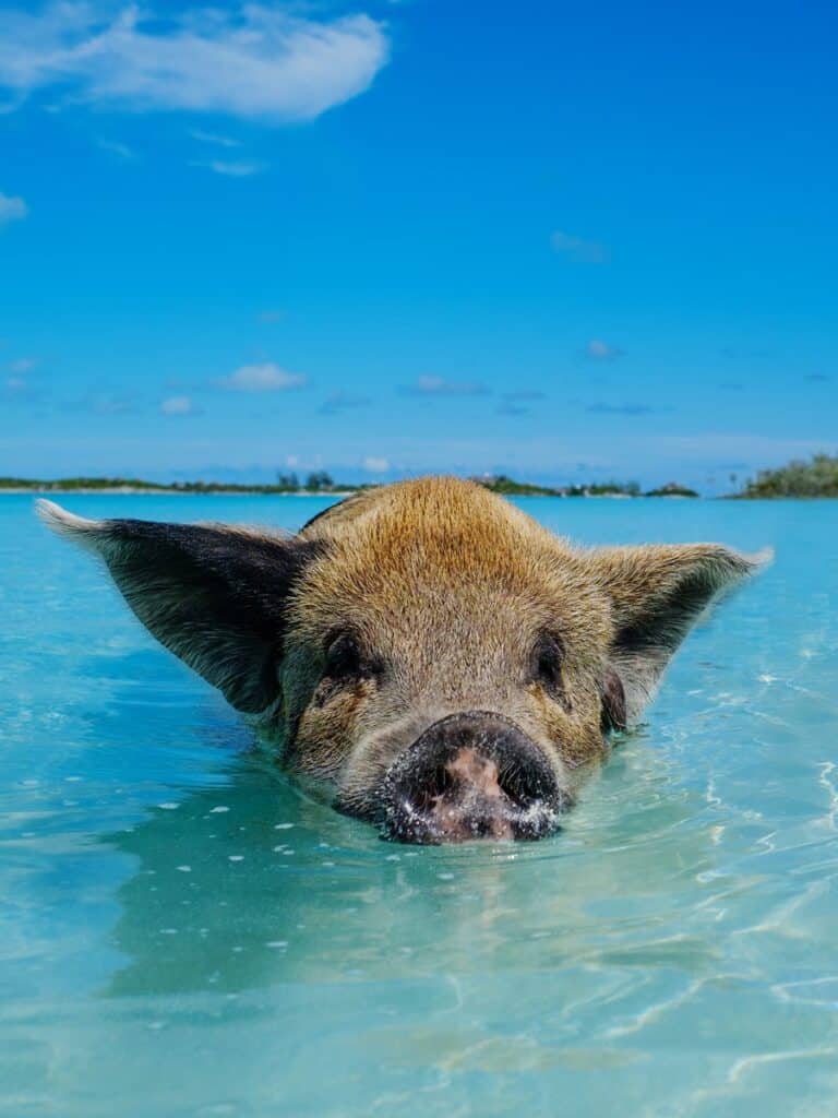 cochon qui nage aux bahamas