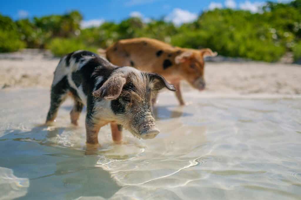 cochons aux exumas