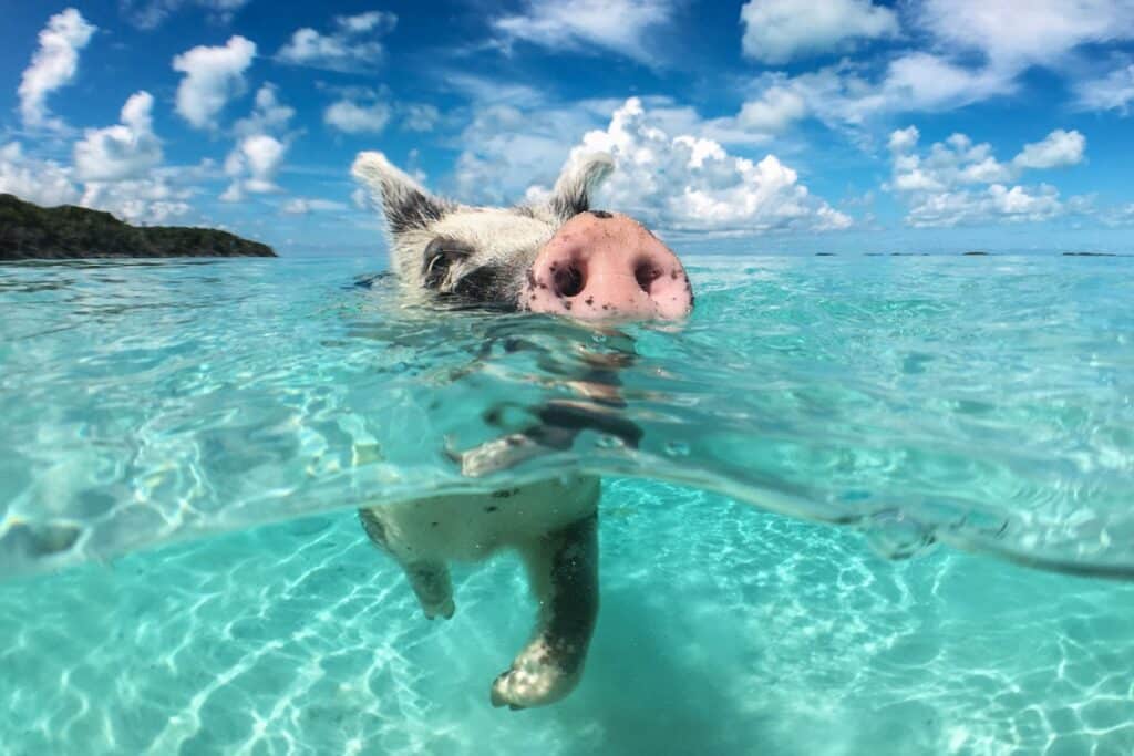 nager avec des cochons