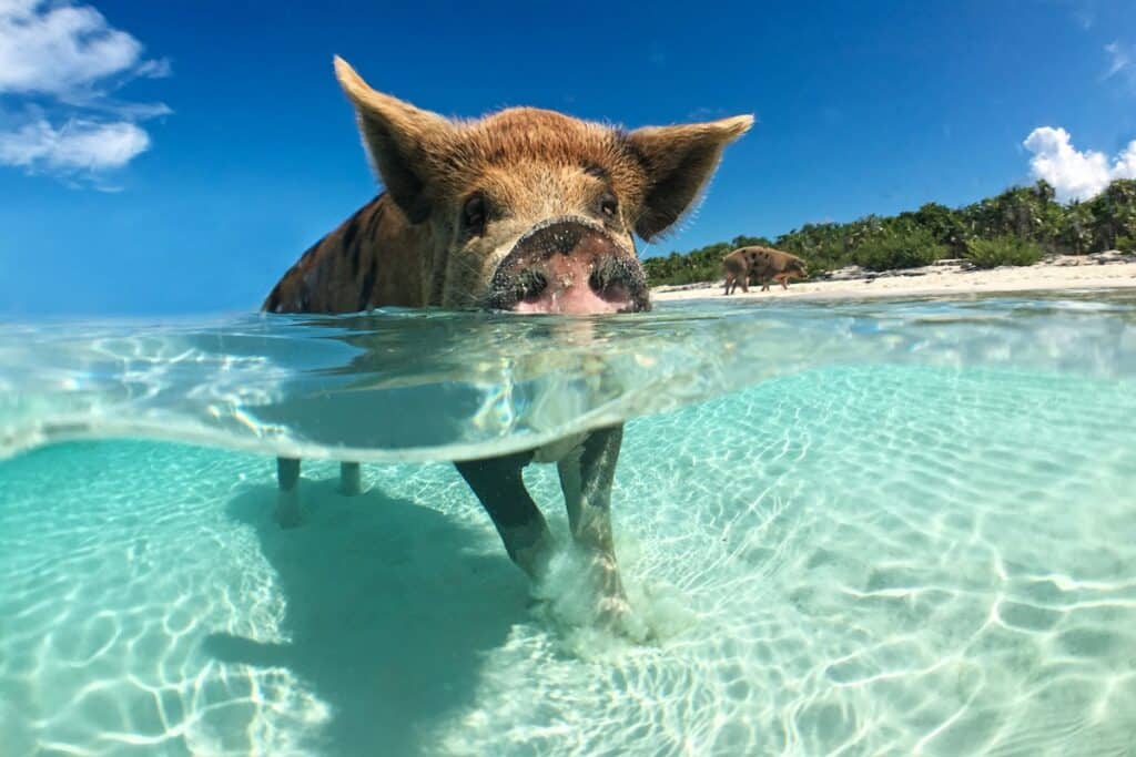 cochon bahamas