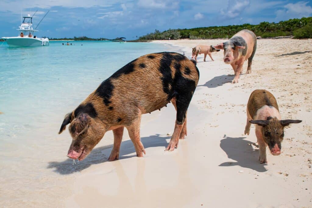cochons sur la plage