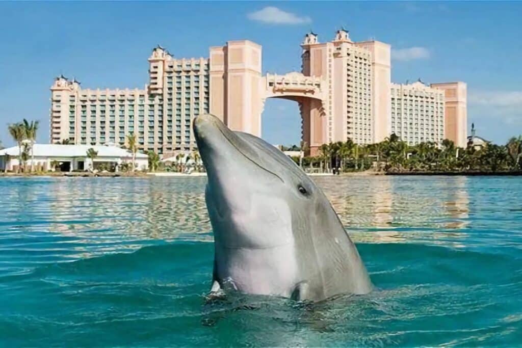 dolphin cay bahamas