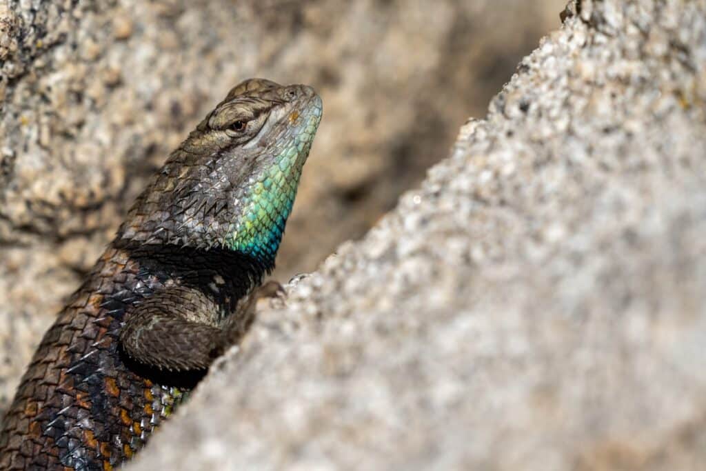 lézard à joshua tree