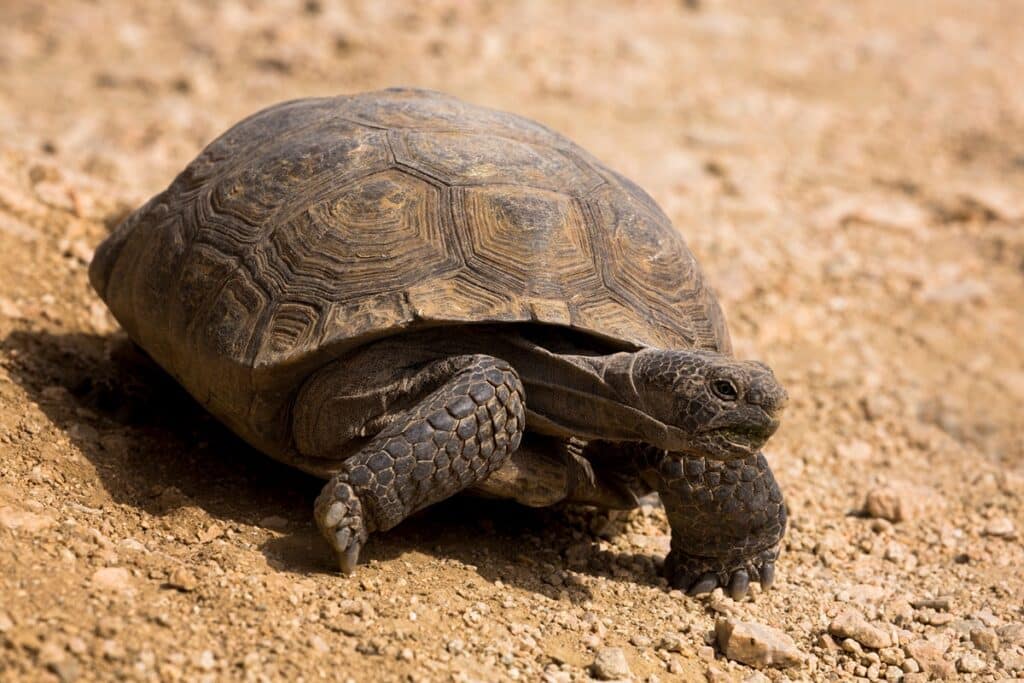 tortue du désert joshua tree