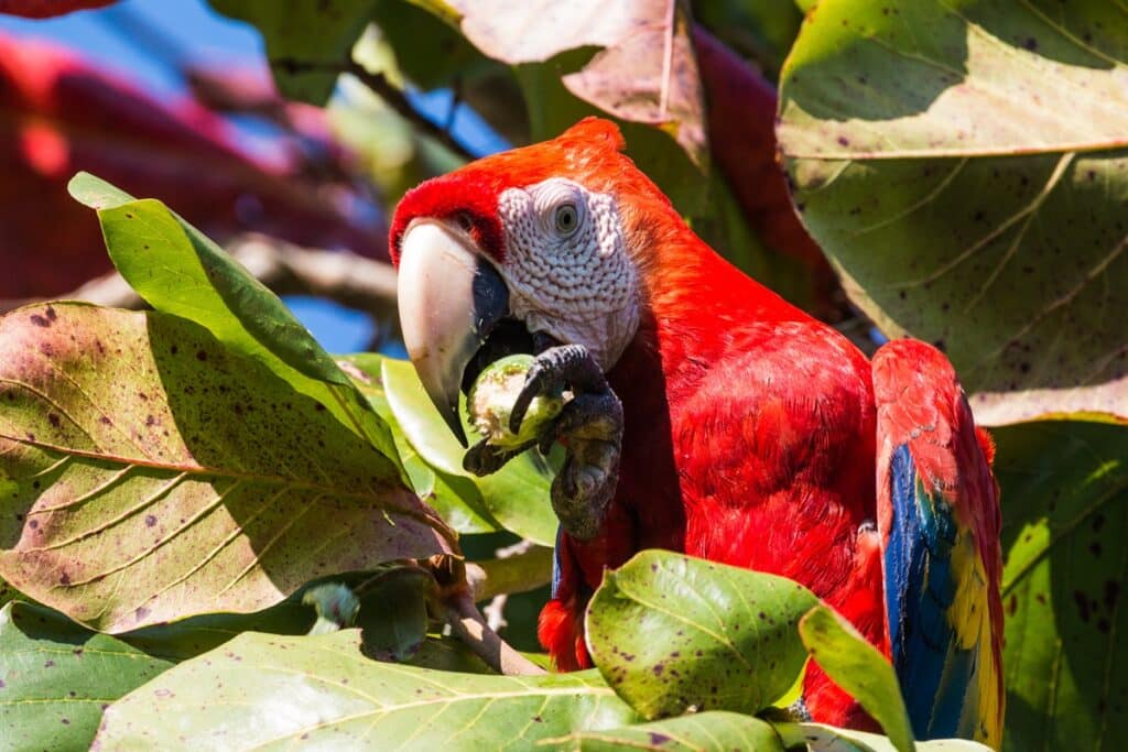 perroquet golfito costa rica