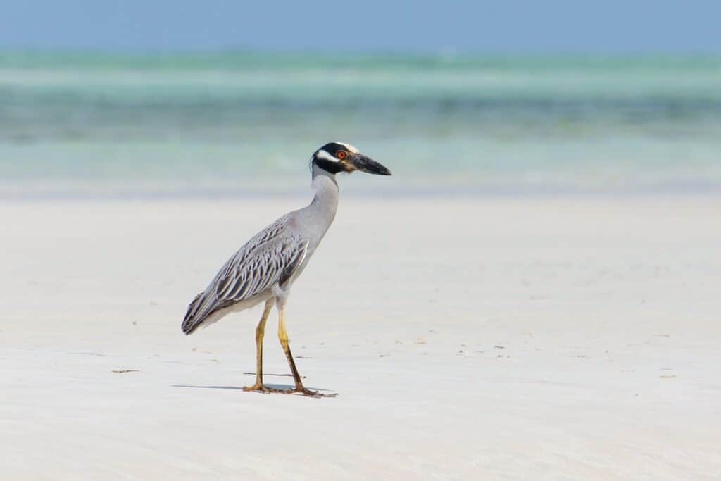 oiseau plage andros bahamas