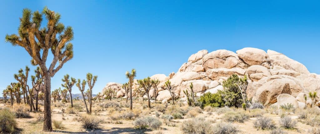 visite parc national joshua tree