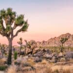 Parc national de Joshua Tree