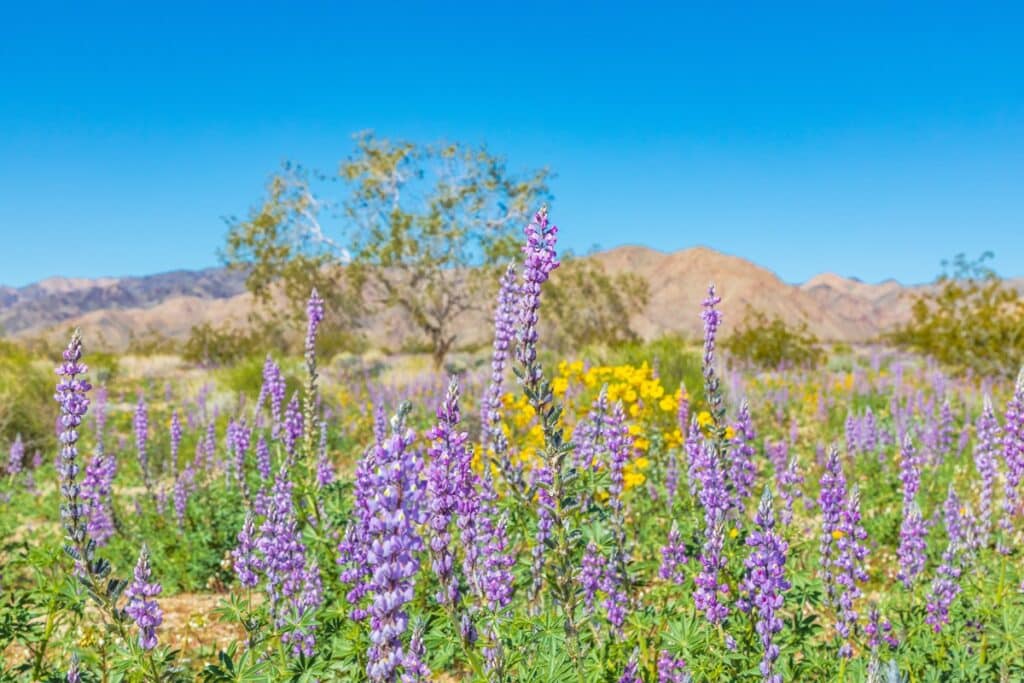 parc national Joshua Tree au printemps