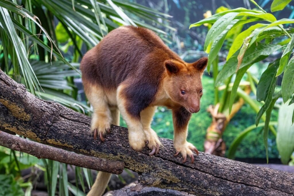 kangourou arboricole