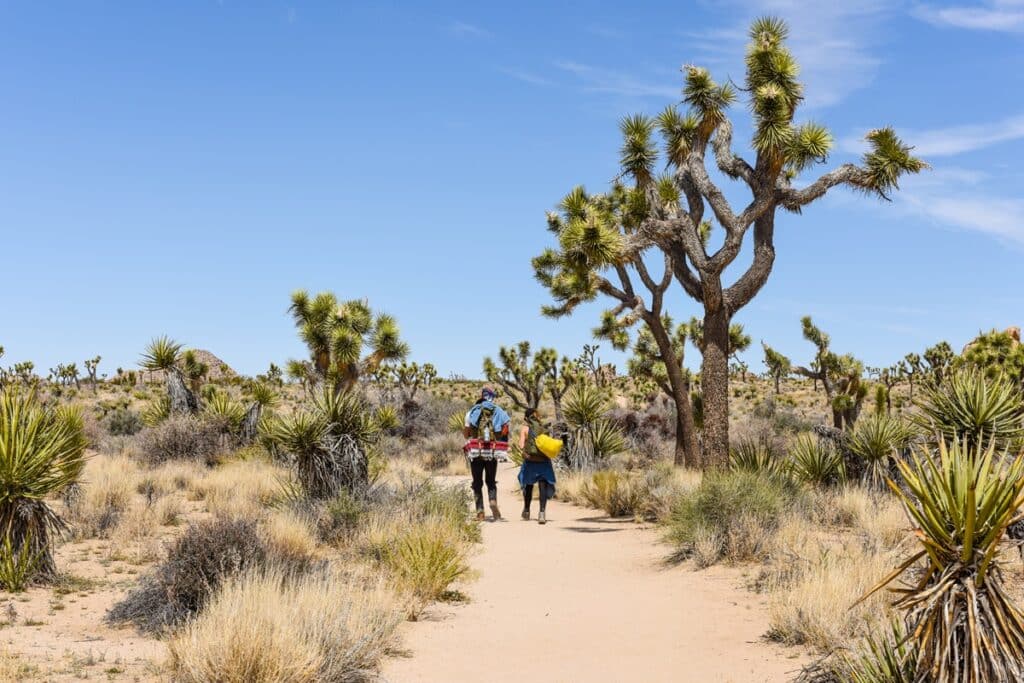 sentier de randonnée à Joshua tree