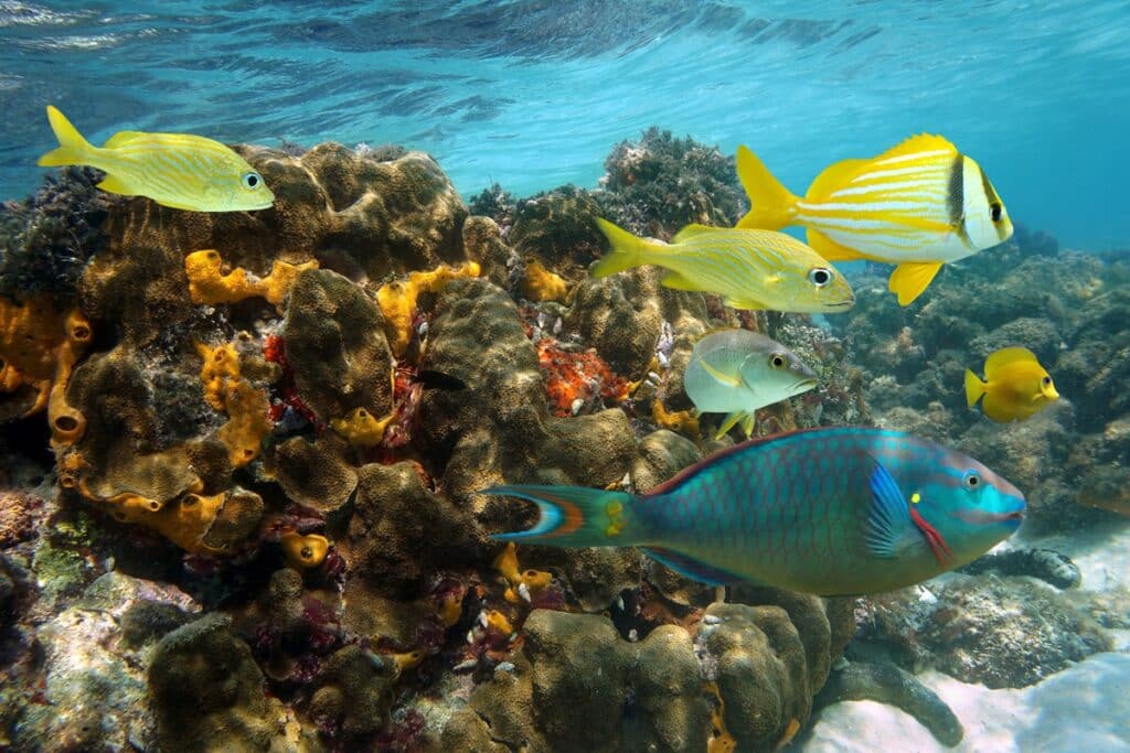 snorkeling à montego bay