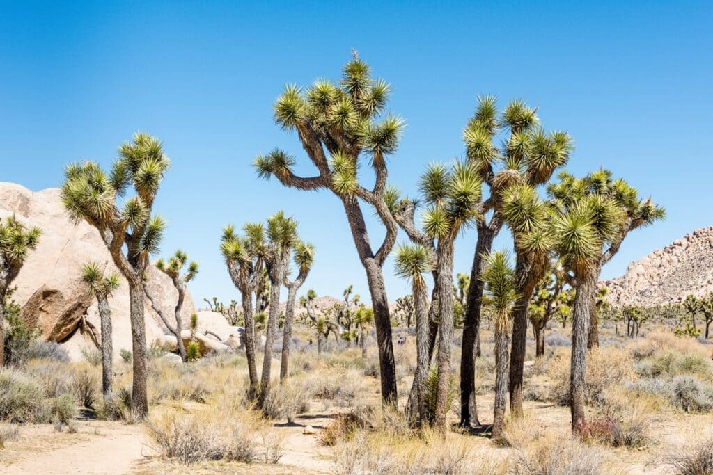 arbres de josué