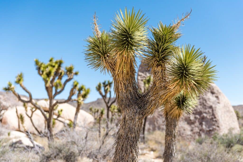 parc national Joshua Tree