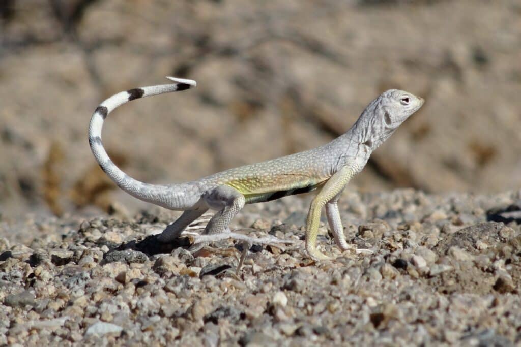 lézard