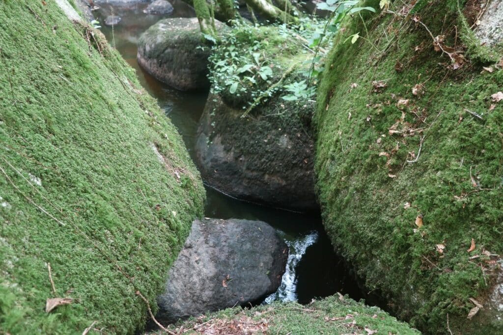 mousse sur les rochers