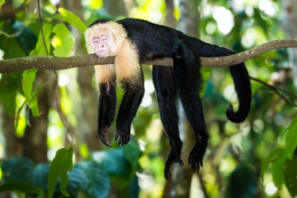 capucin dans le parc de cahuita