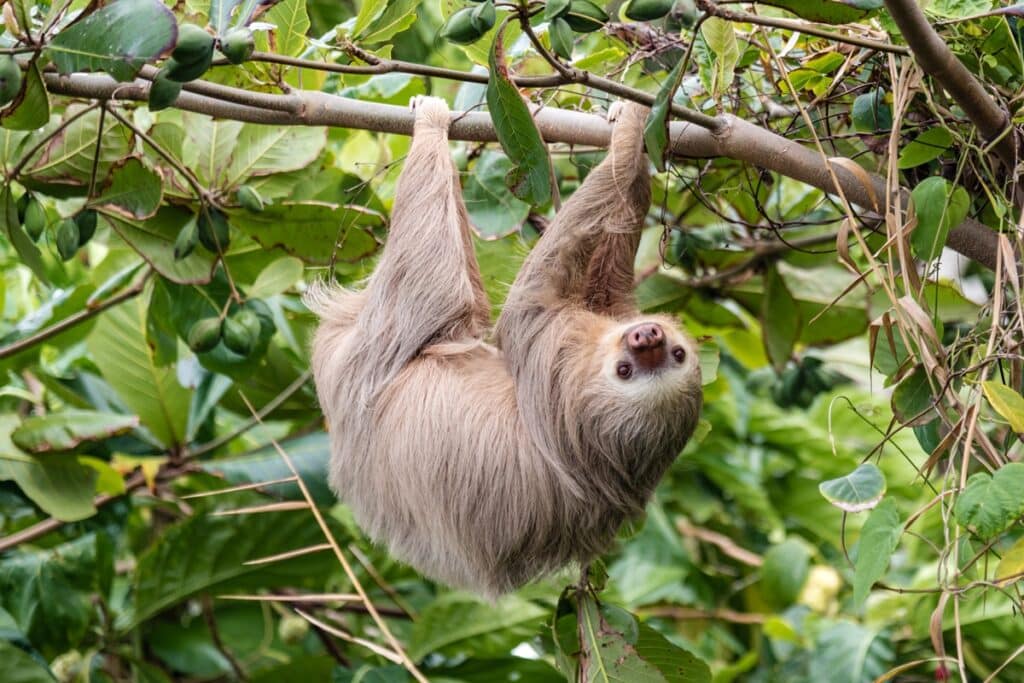 visiter le parc national de Cahuita