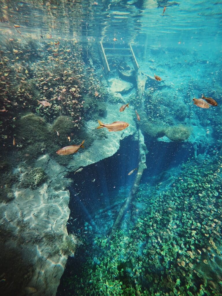 poissons dans le cenote