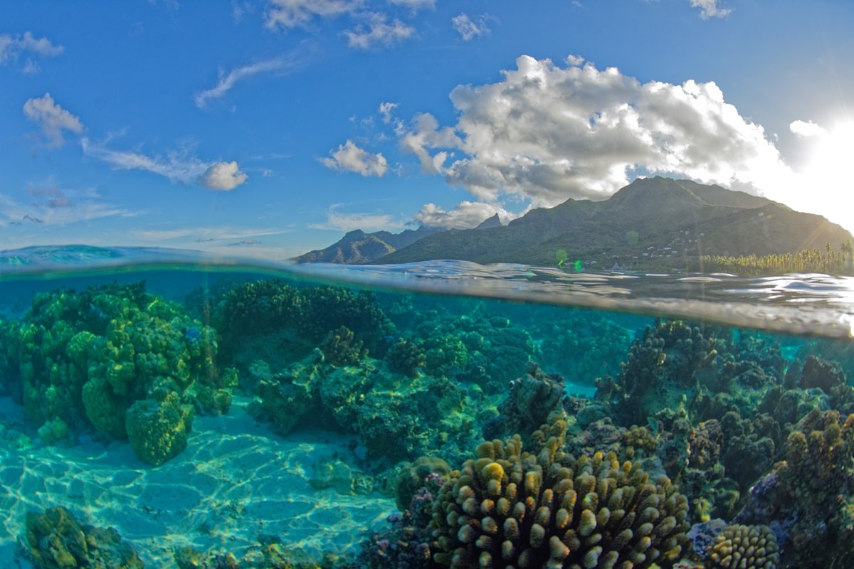 Plonger à Moorea