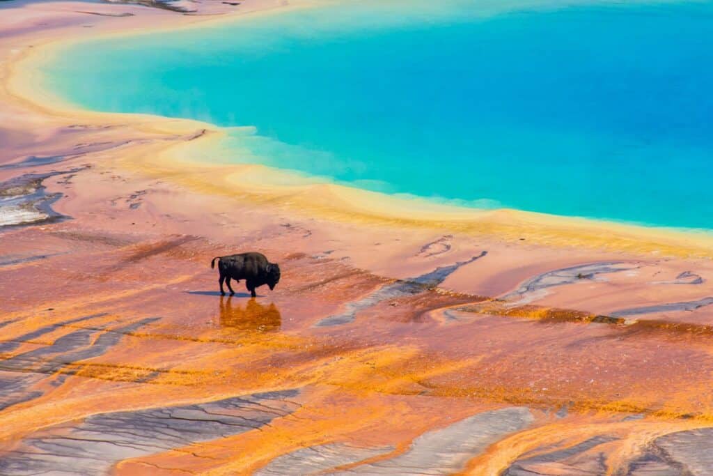 bison au bord de la source