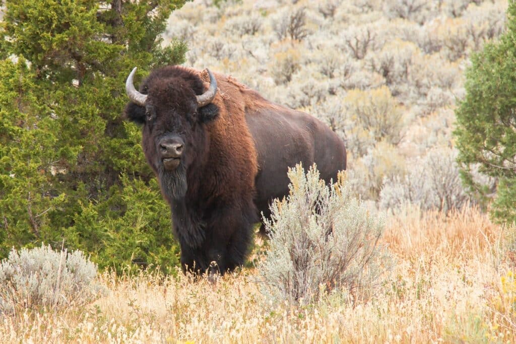 bison à Lava Creek Trail