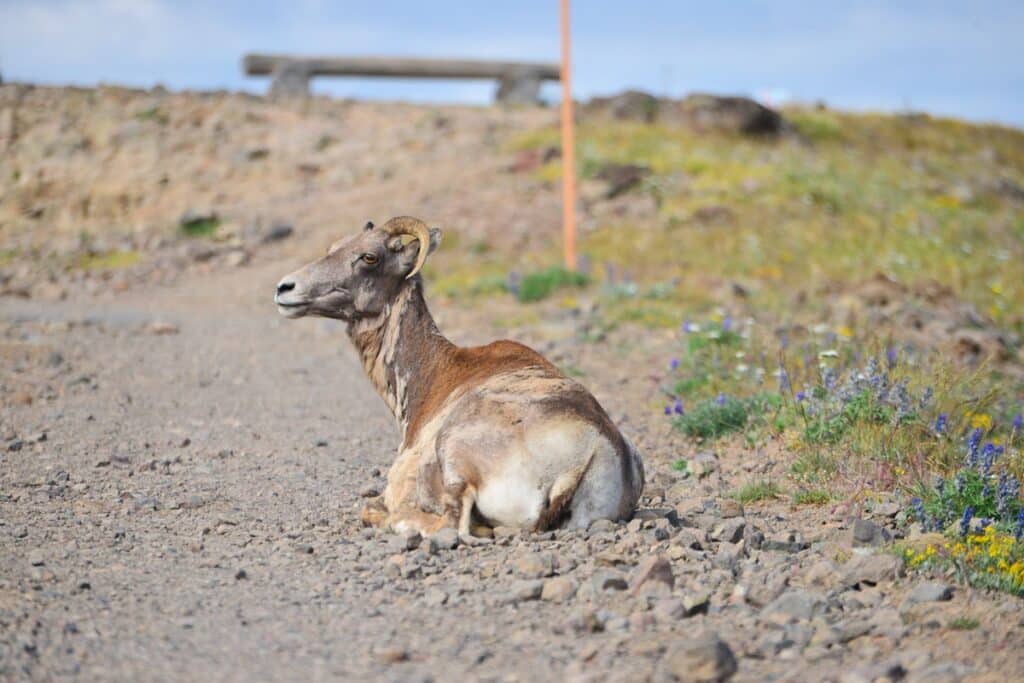 visiter le parc national de yellowstone