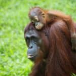 Centre de réhabilitation des orangs-outans de Sepilok