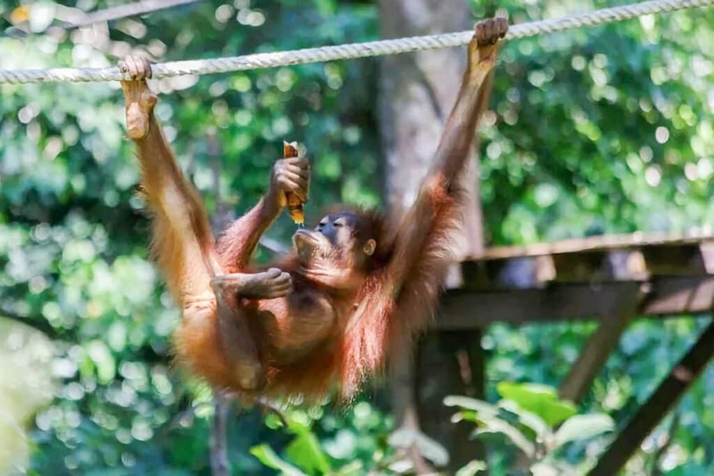 Centre de réhabilitation des orangs-outans de Sepilok