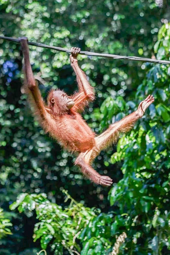 orang outang au centre de réhabilitation