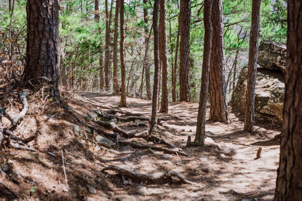 sentier de randonnée vers Whitaker Point