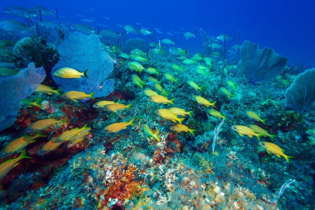 snorkeling cayo largo del sur