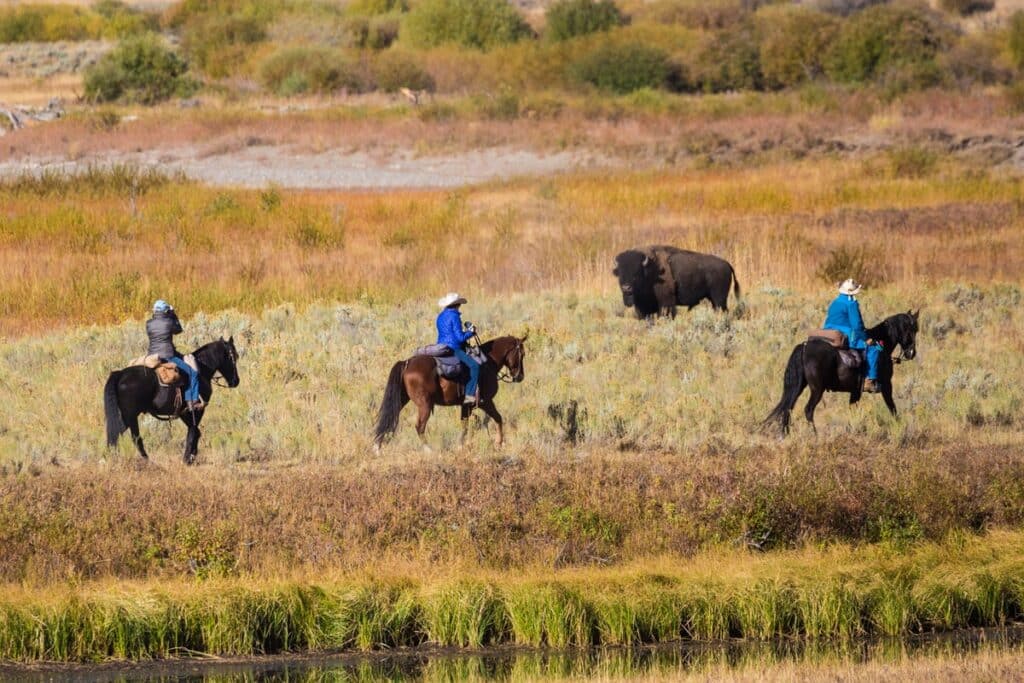 balade à cheval dans Yellowstone