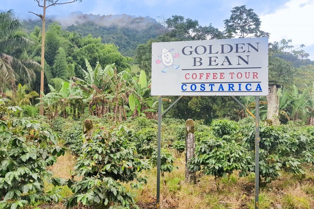 golden bean coffee tour