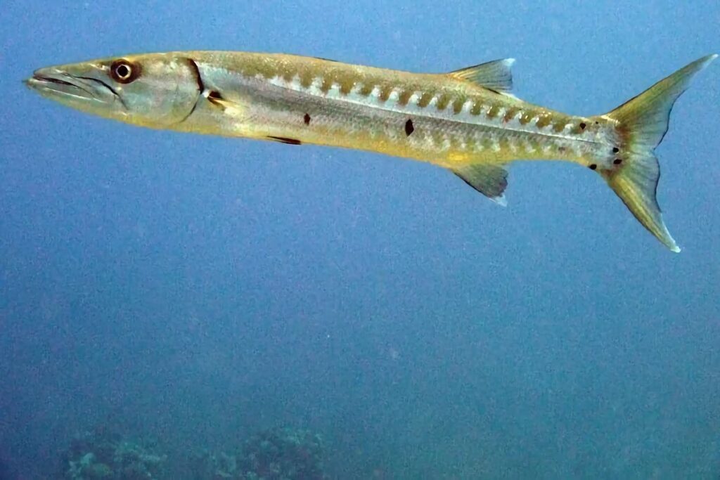 barracuda