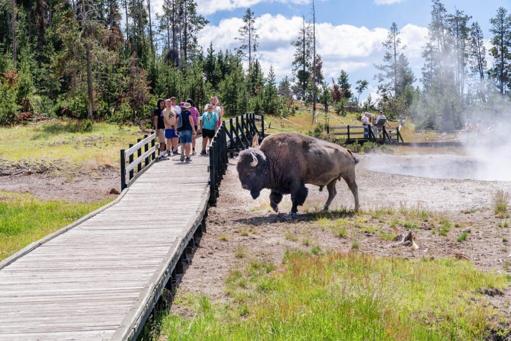 bison à Mud Volcano