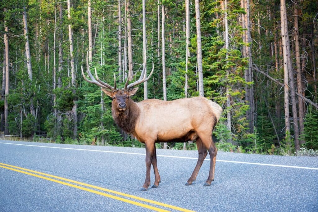 wapiti sur la route