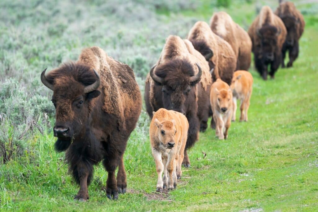 troupeau de bisons