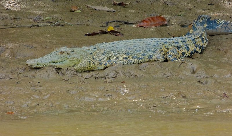 rivière Kinabatangan crocodile