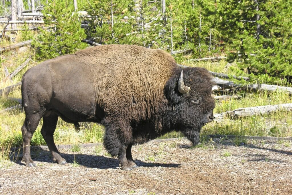 bison