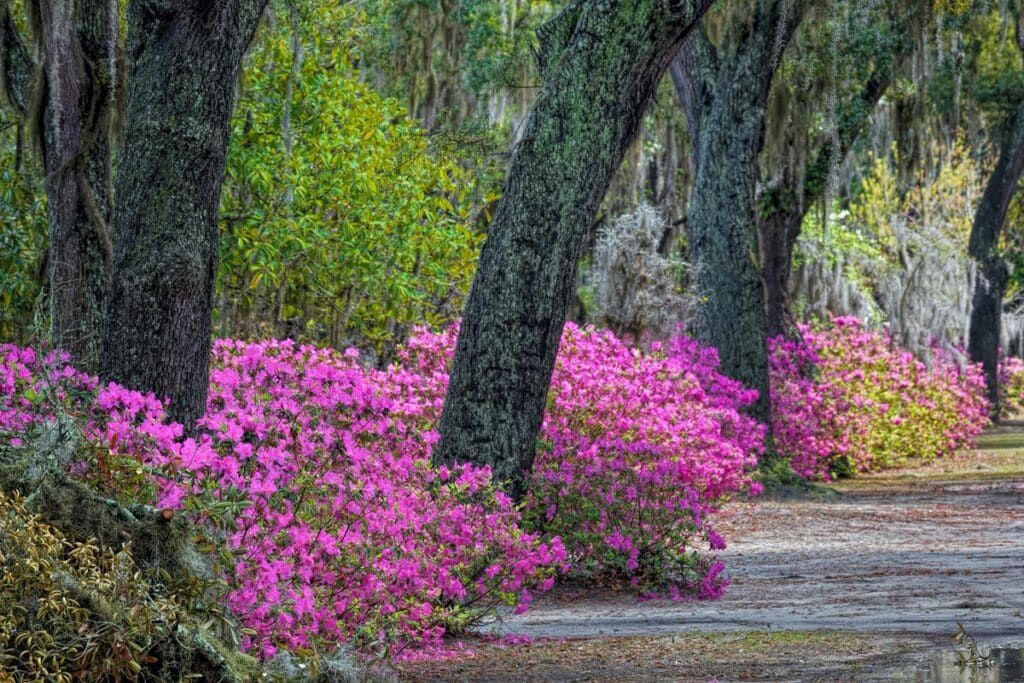 que faire à Savannah