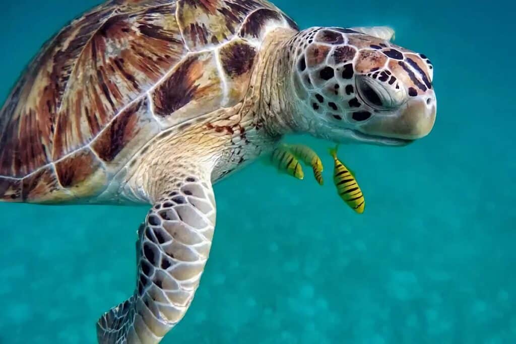 Snorkeling ou plongée à Tahiti animaux à observer