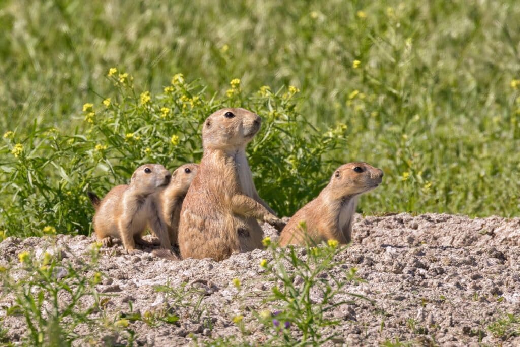 chiens de prairie