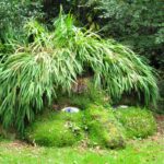 Les jardins perdus de Heligan