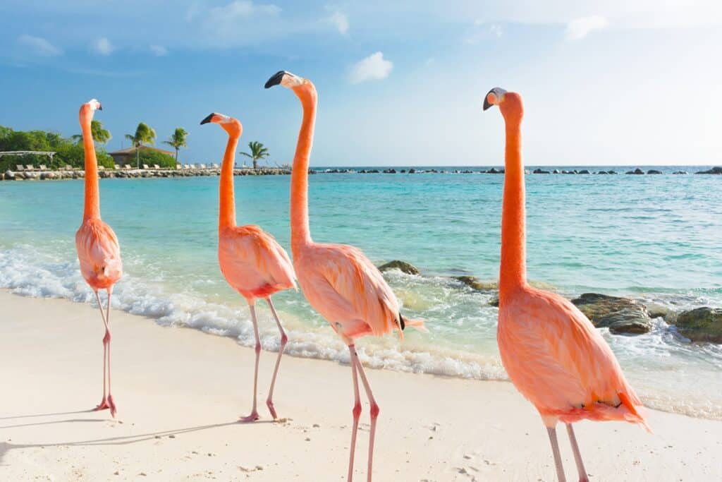 Flamingo Beach à Aruba